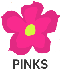 Rosas do Deserto Pinks